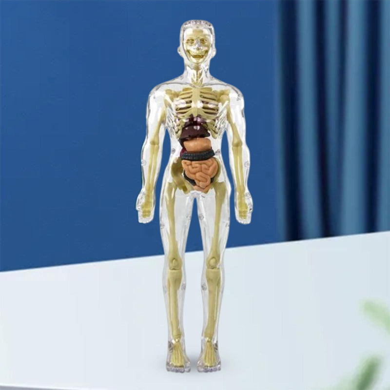 3D-Anatomie-Menschenmodell für Kinder